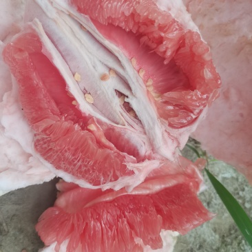 象州县三红柚