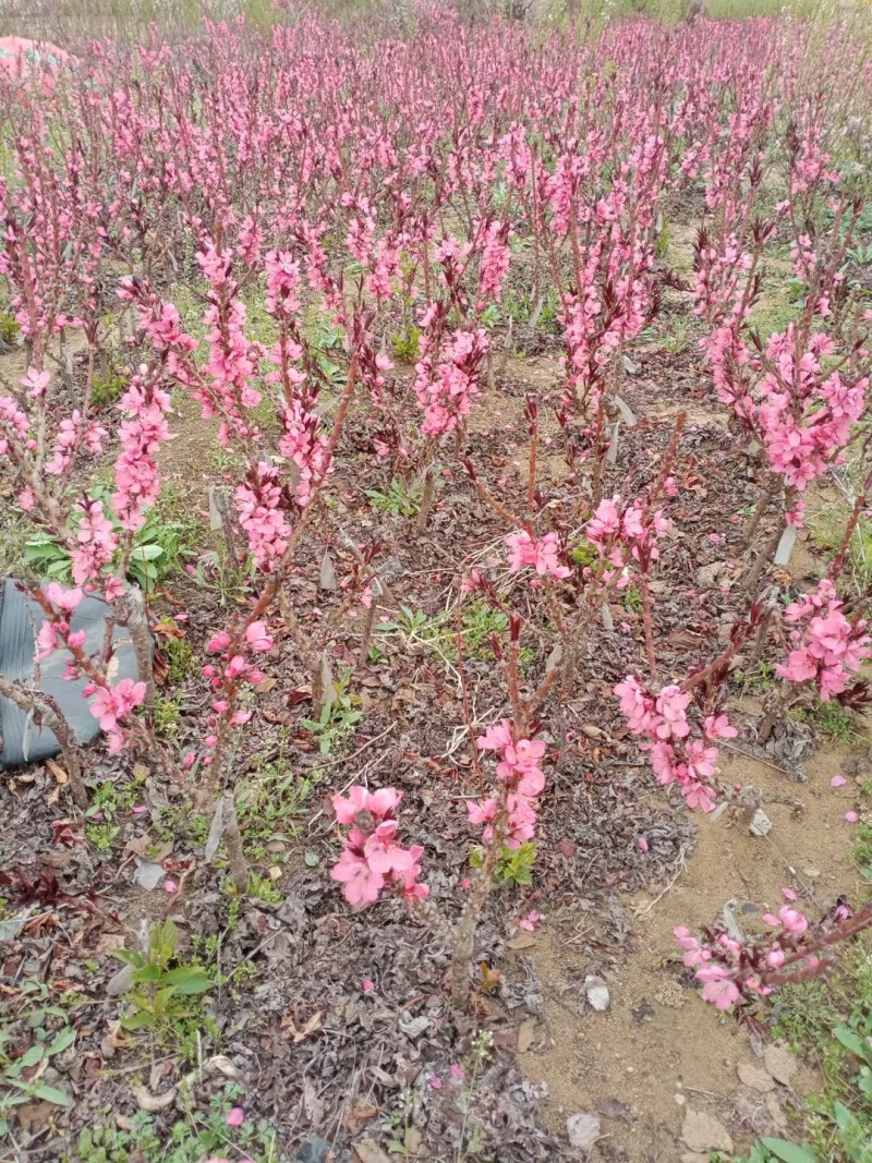 重瓣桃花寿心桃盆栽寿星桃苗寿桃苗碧桃盆景桃树苗辟邪树观赏