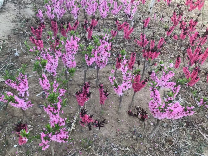 重瓣桃花寿心桃盆栽寿星桃苗寿桃苗碧桃盆景桃树苗辟邪树观赏