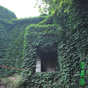 常春藤盆栽庭院地栽墙面攀援爬藤植物四季常青绿化工程用苗