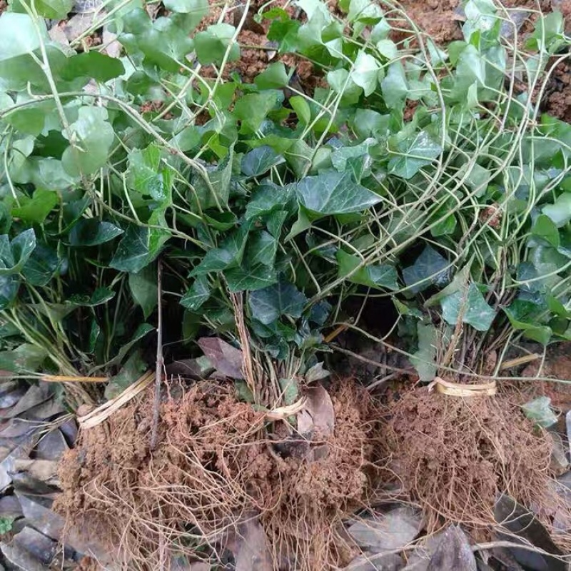 常春藤盆栽庭院地栽墙面攀援爬藤植物四季常青绿化工程用苗