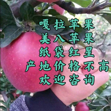 红星苹果纸袋红星山东苹果山东红星颜色好价格优惠