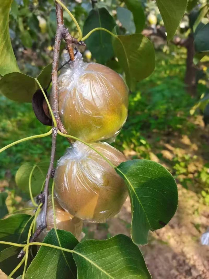 玉露香梨大量上市