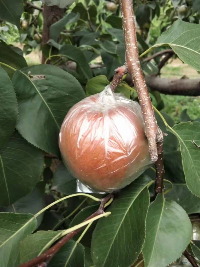 玉露香梨大量上市