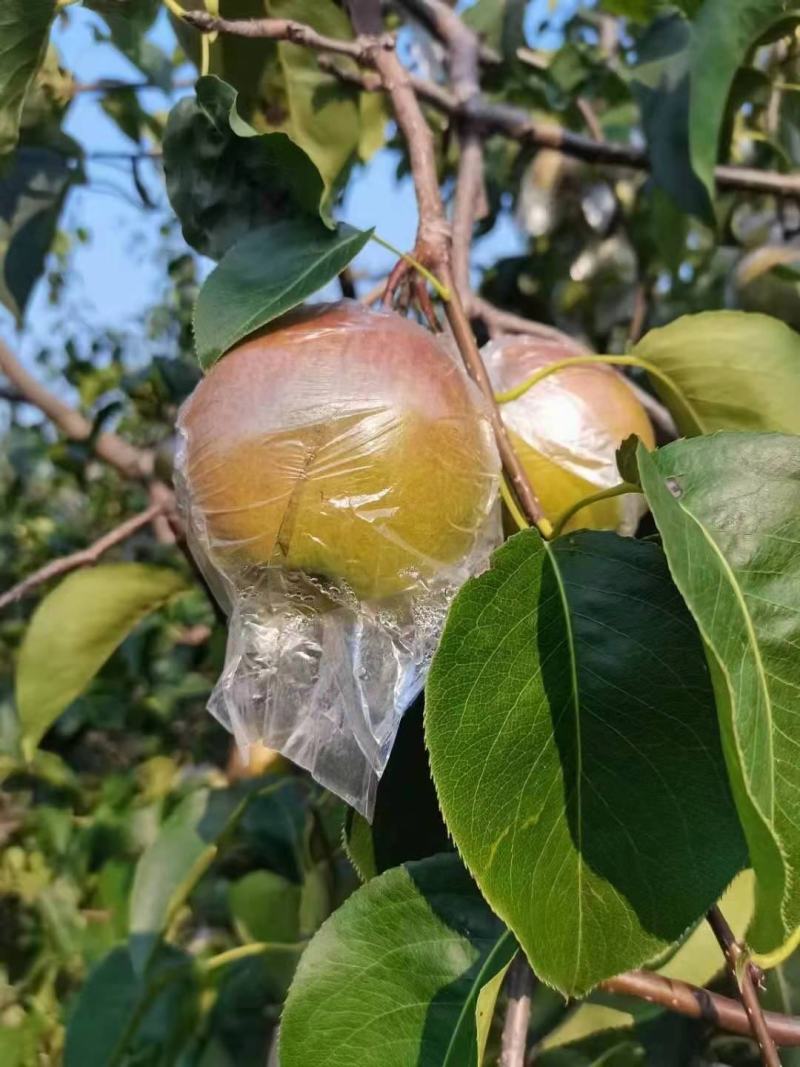 玉露香梨大量上市