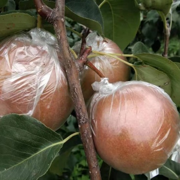 玉露香梨大量上市