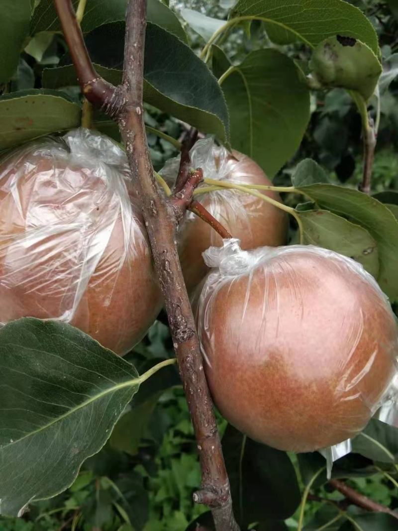 玉露香梨大量上市