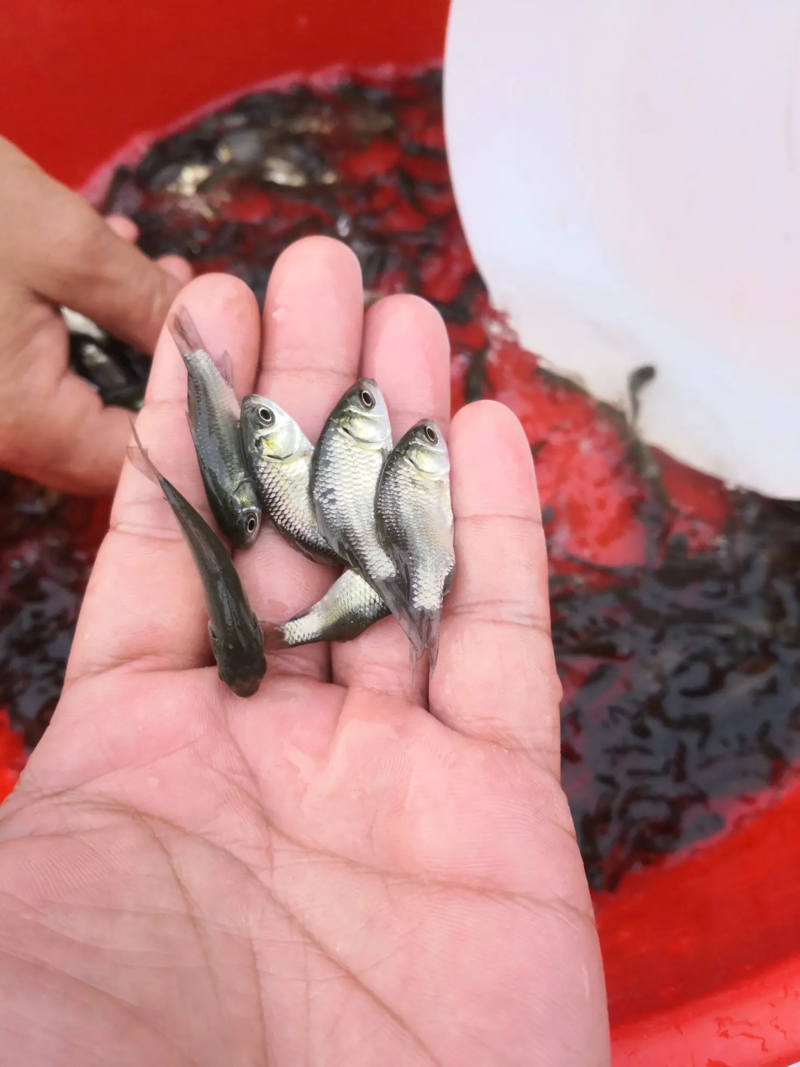 广东鲫鱼苗品种优良齐全渔场自产自销技术支持全国发货