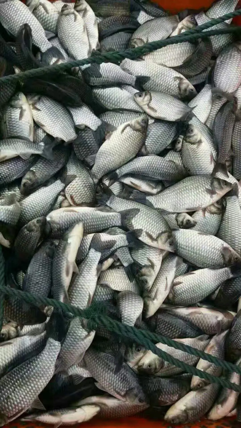 广东鲫鱼苗品种优良齐全渔场自产自销技术支持全国发货