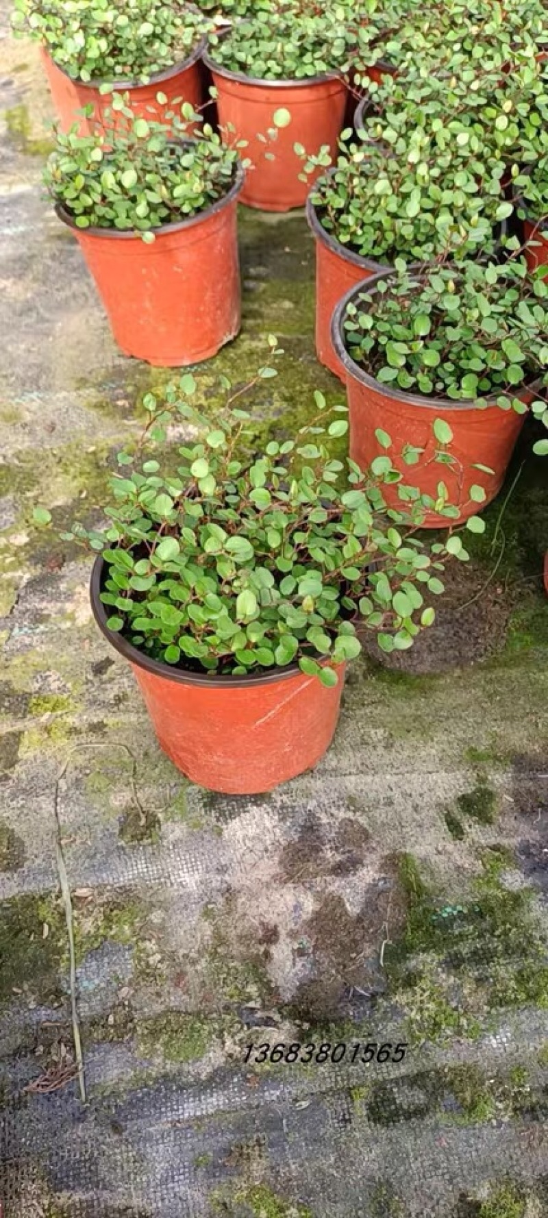 千叶吊兰盆栽可食用烘焙水培植物室内吸甲醛进化空气垂吊婚纱