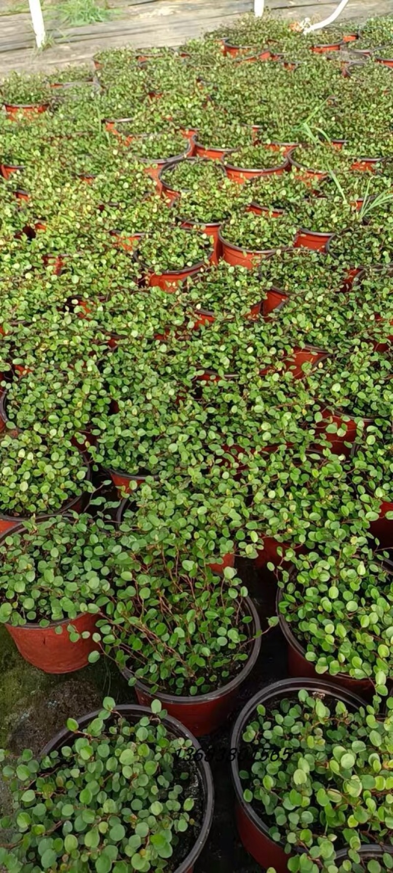 千叶吊兰盆栽可食用烘焙水培植物室内吸甲醛进化空气垂吊婚纱