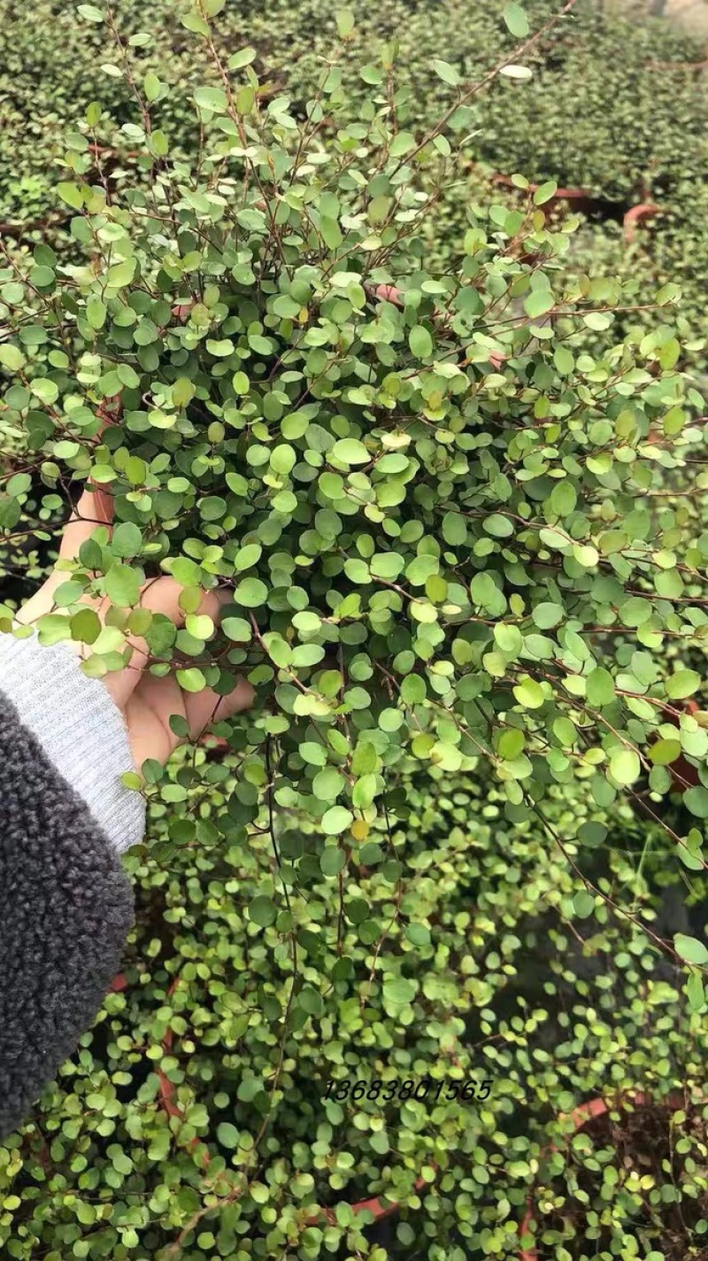 千叶吊兰盆栽可食用烘焙水培植物室内吸甲醛进化空气垂吊婚纱