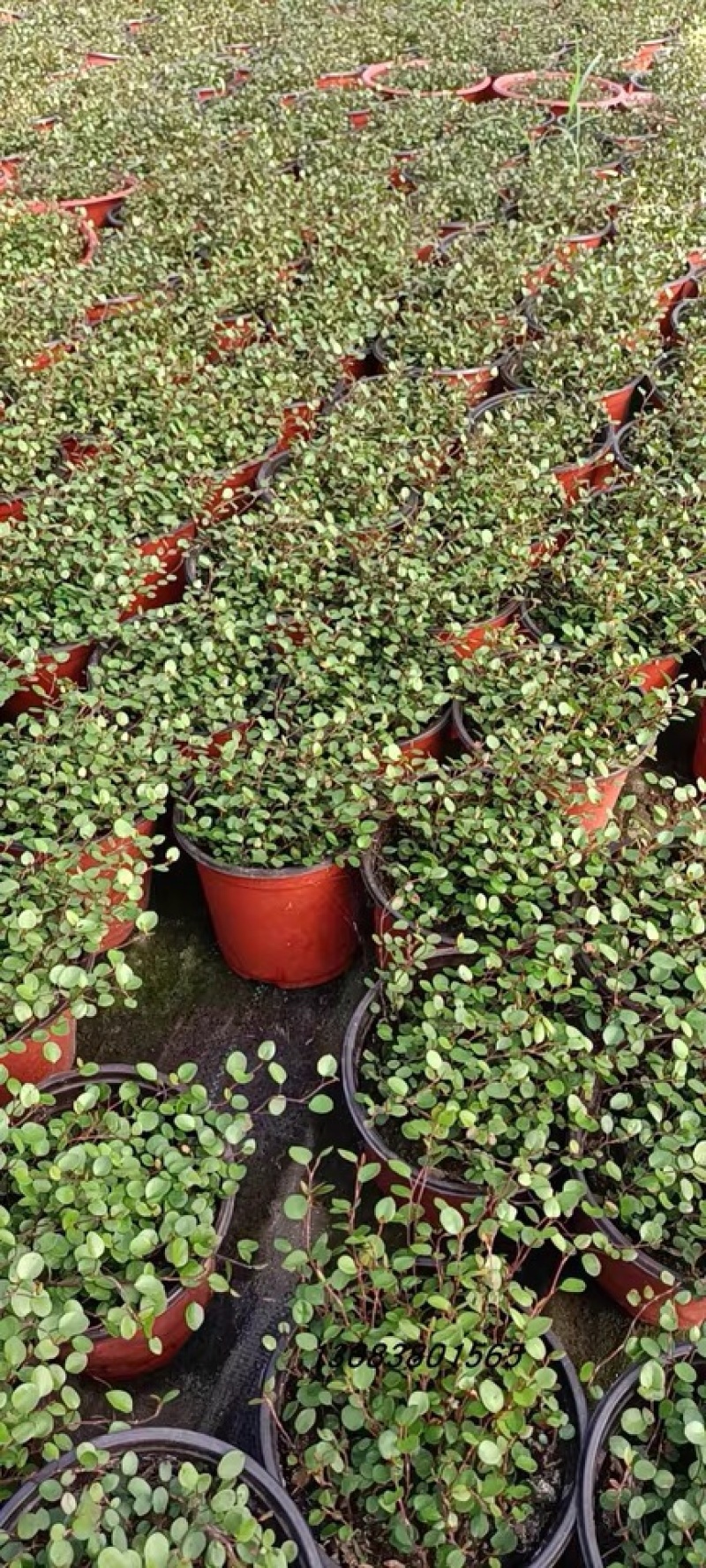 千叶吊兰盆栽可食用烘焙水培植物室内吸甲醛进化空气垂吊婚纱