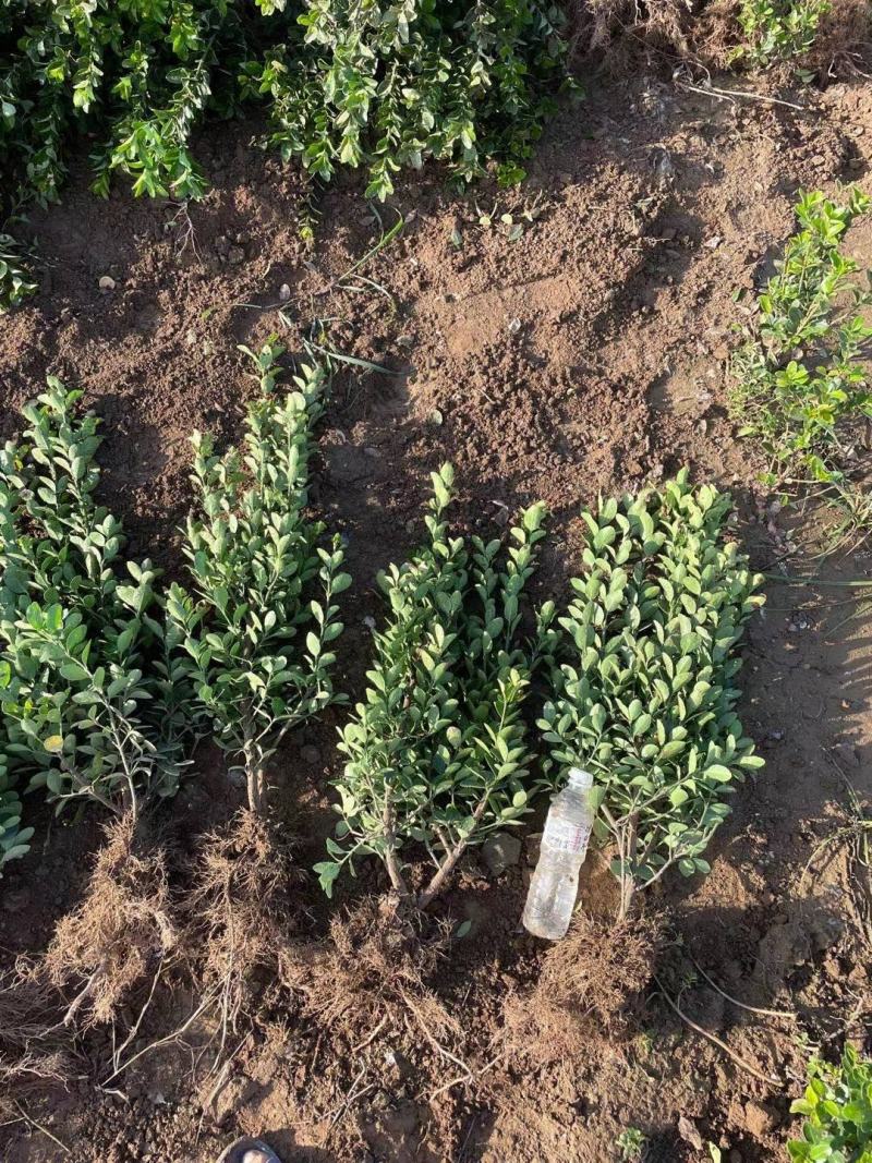 冬青苗大叶黄杨小苗，黄杨苗，叶茂好冠幅大
