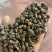 【厂里直销】生物有机肥发酵大豆生物菌腐熟肥料菌肥