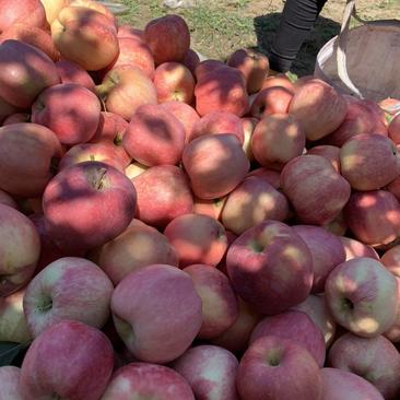 山东红富士苹果大量上市，个头大颜色红，产地直销价格优惠