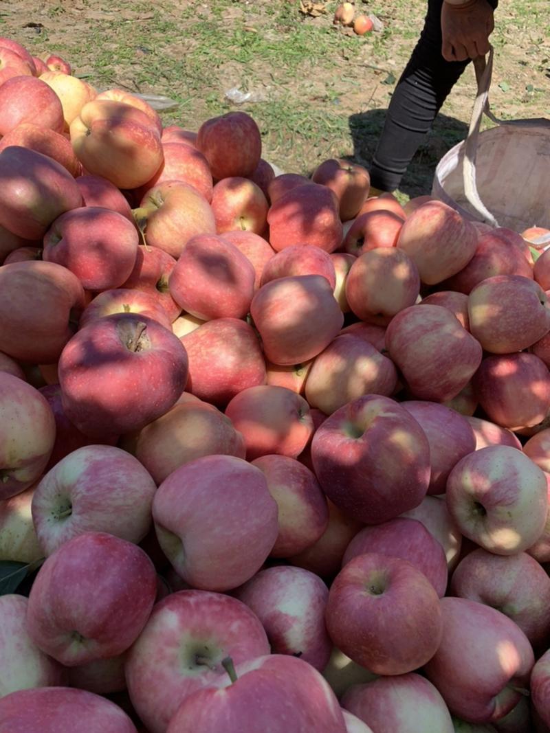 山东红富士苹果大量上市，个头大颜色红，产地直销价格优惠