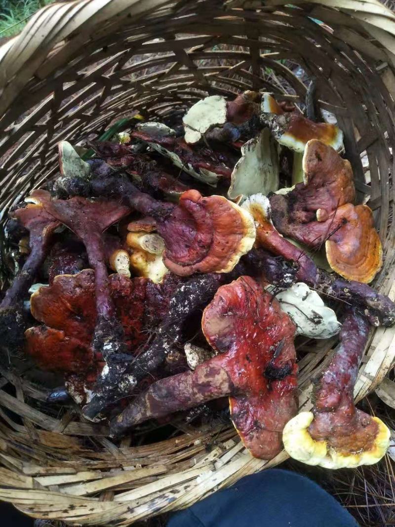 白灵芝（源自中缅边境，干鲜货均有）海拔1800米