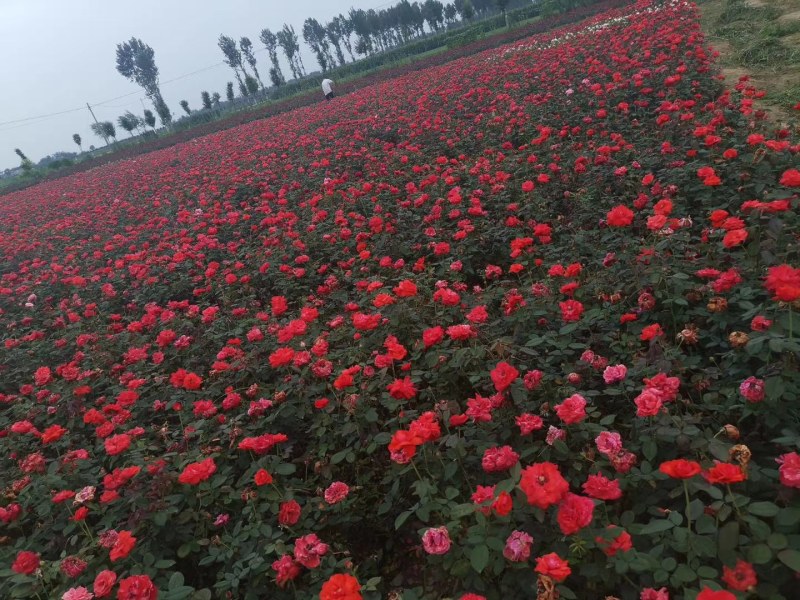 牛南阳月季月季一手货源欢迎咨询看货