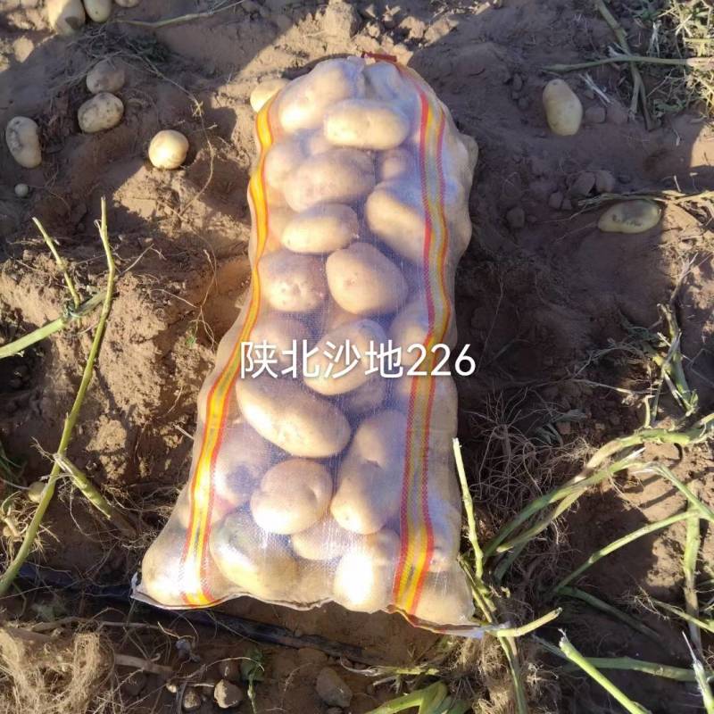 陕北沙地白心226三两起，需要随时下单