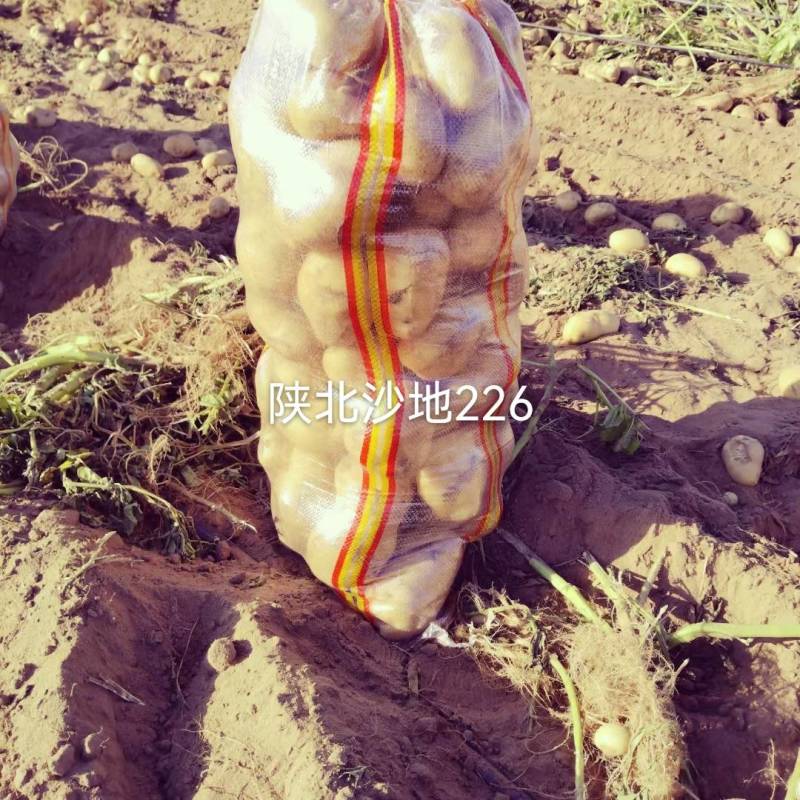 陕北沙地白心226三两起，需要随时下单
