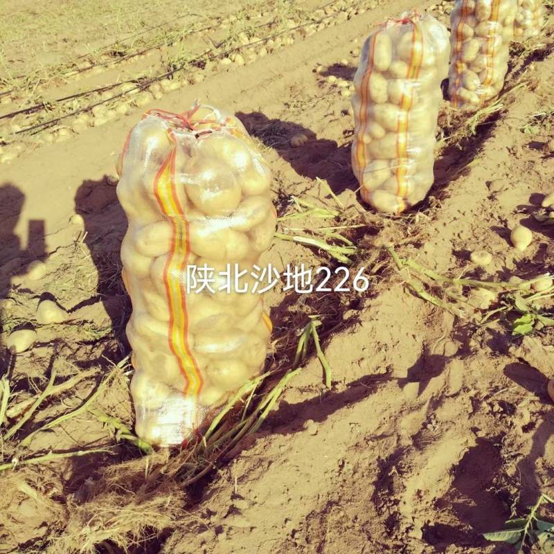 陕北沙地白心226三两起，需要随时下单