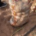 陕北沙地白心226三两起，需要随时下单