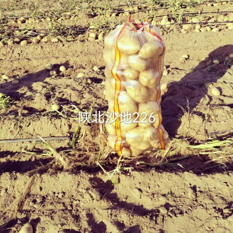 陕北沙地白心226三两起，需要随时下单