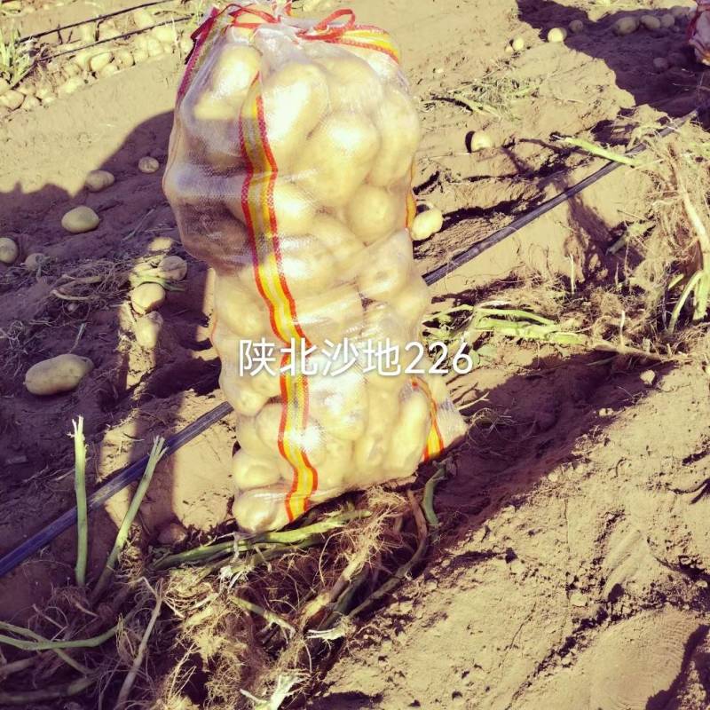 陕北沙地白心226三两起，需要随时下单