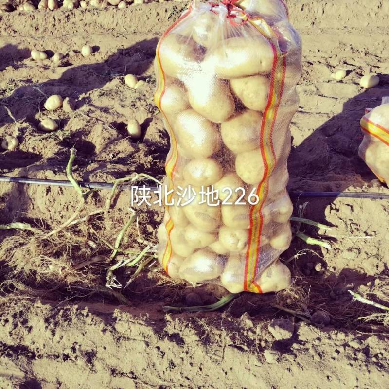 陕北沙地白心226三两起，需要随时下单