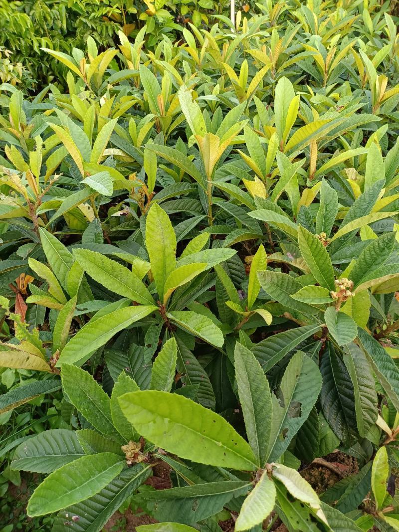 大五星枇杷树苗嫁接苗果实大中熟品种耐寒植物南北