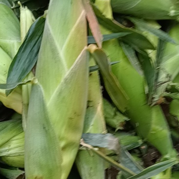 鲜食玉米