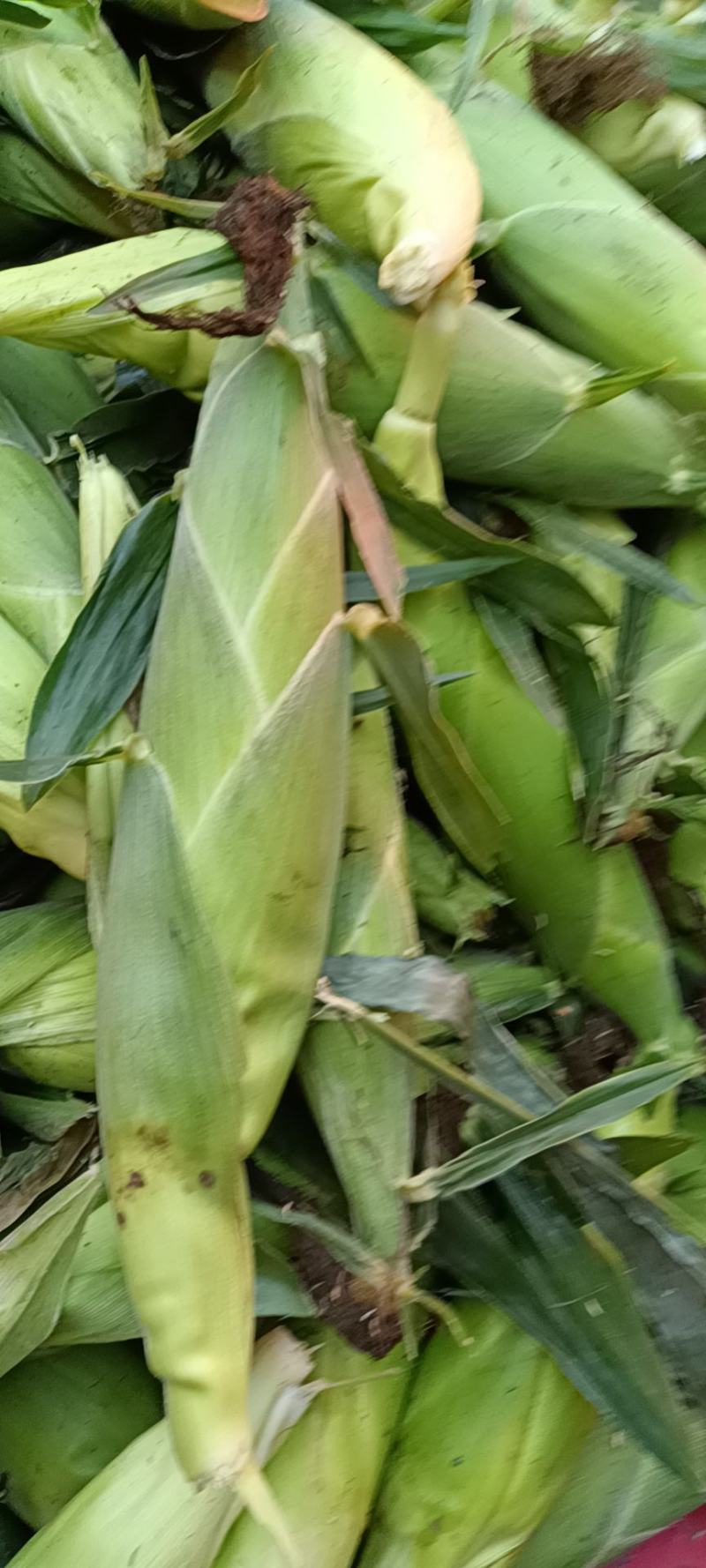 鲜食玉米