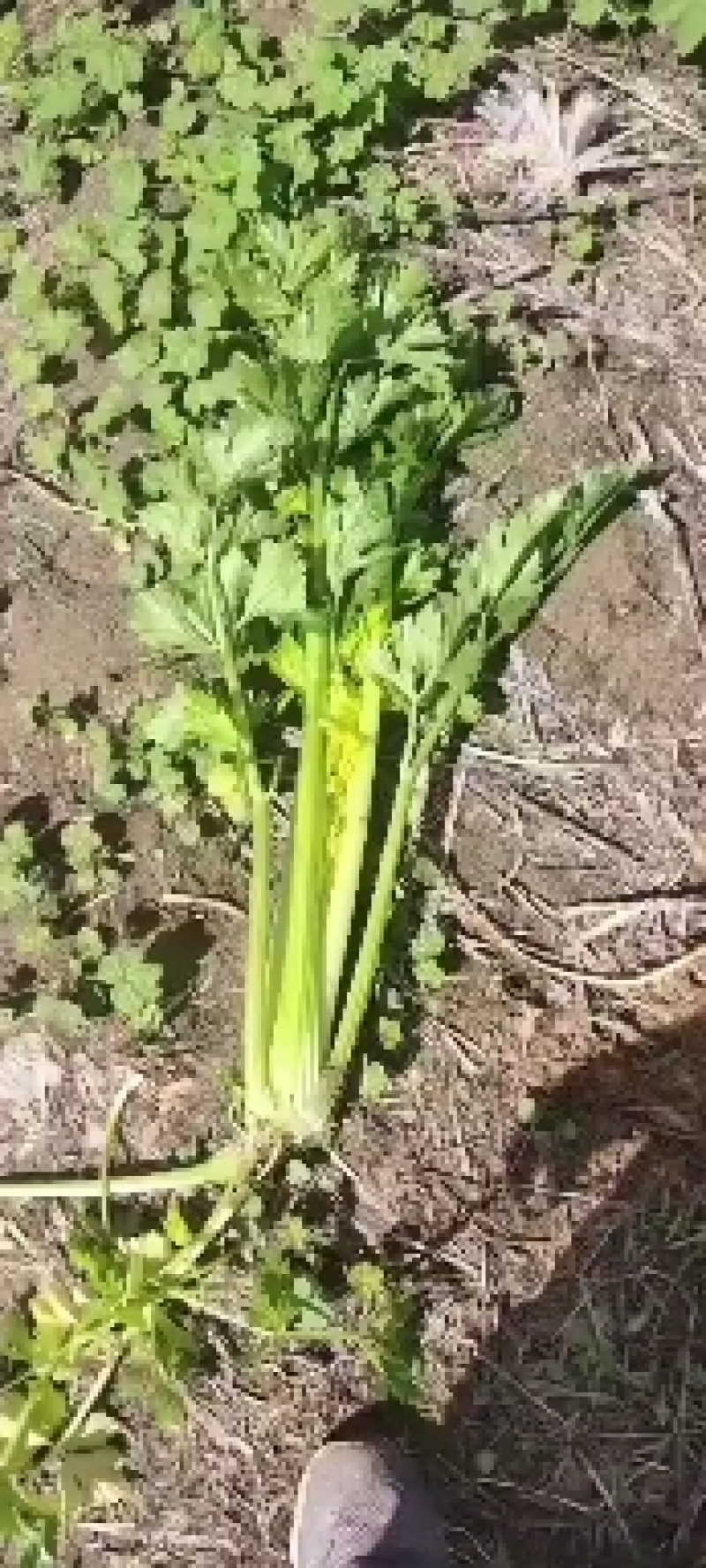 西芹大量有货，扎巴子西芹！有需要的联系我！产地直销批发零