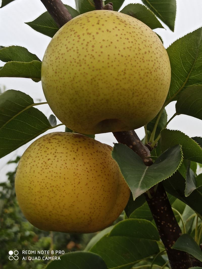 黄金梨