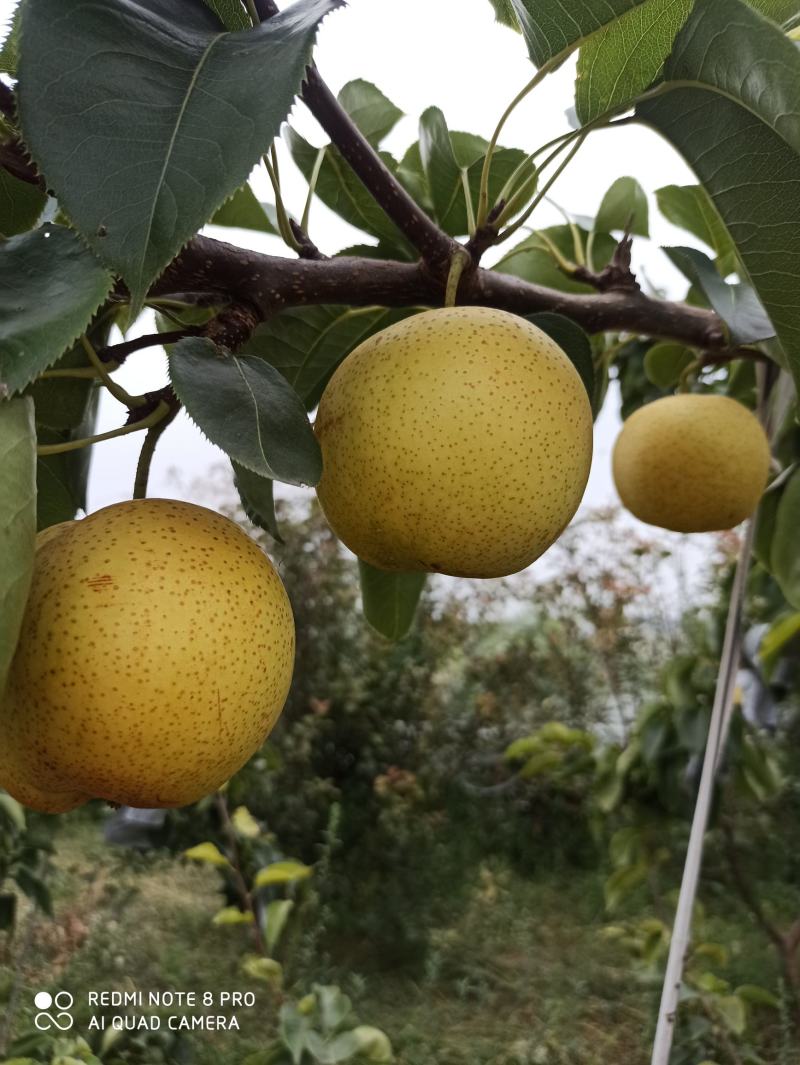 黄金梨