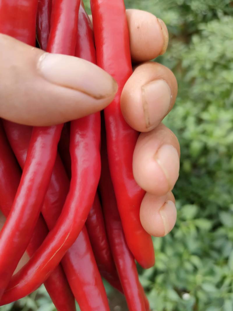 红线大量共应需要连糸