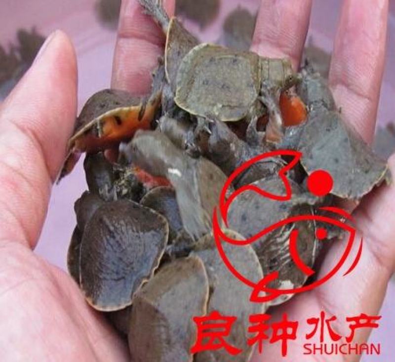 金大头鱼苗鲢鱼苗金色大头鱼苗批发金色大头鱼苗