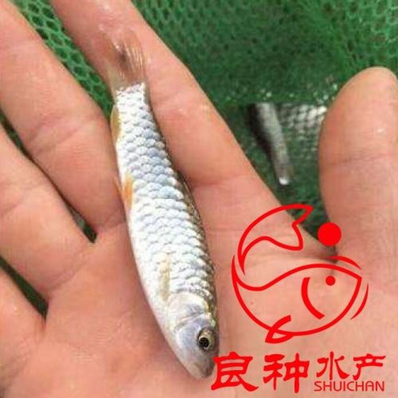 金大头鱼苗鲢鱼苗金色大头鱼苗批发金色大头鱼苗