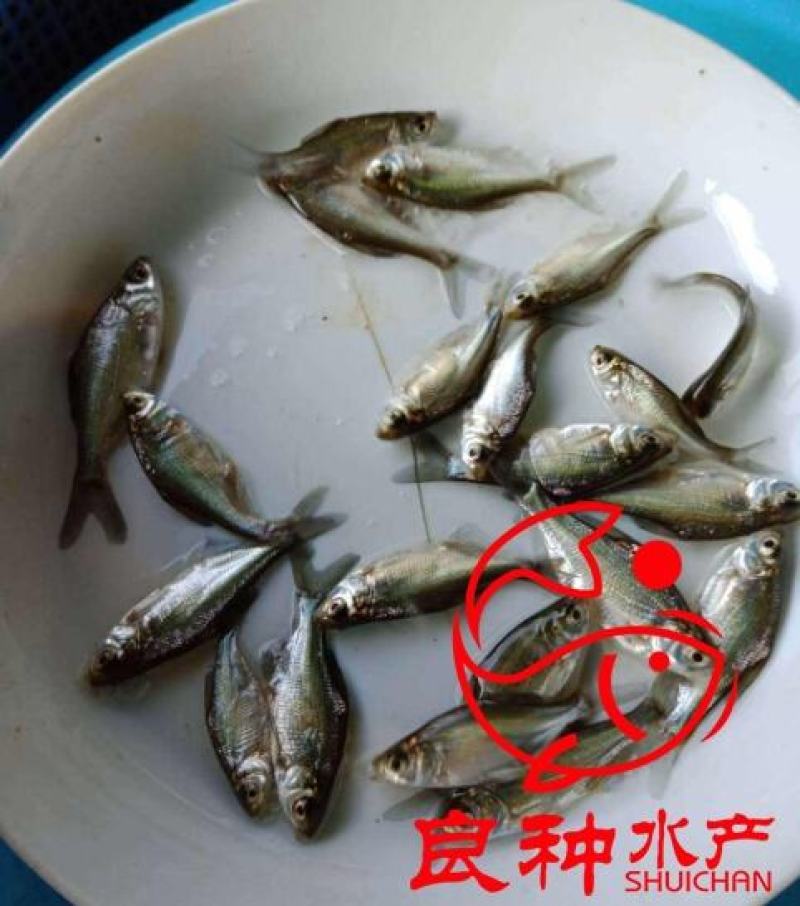 金大头鱼苗鲢鱼苗金色大头鱼苗批发金色大头鱼苗