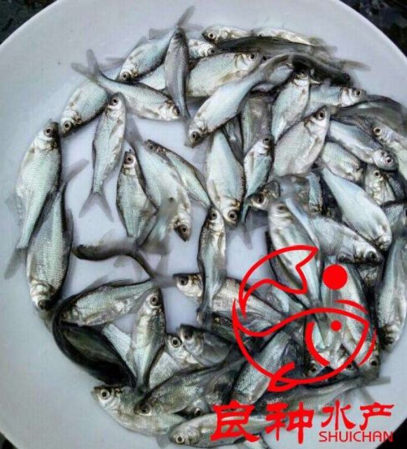 金大头鱼苗鲢鱼苗金色大头鱼苗批发金色大头鱼苗