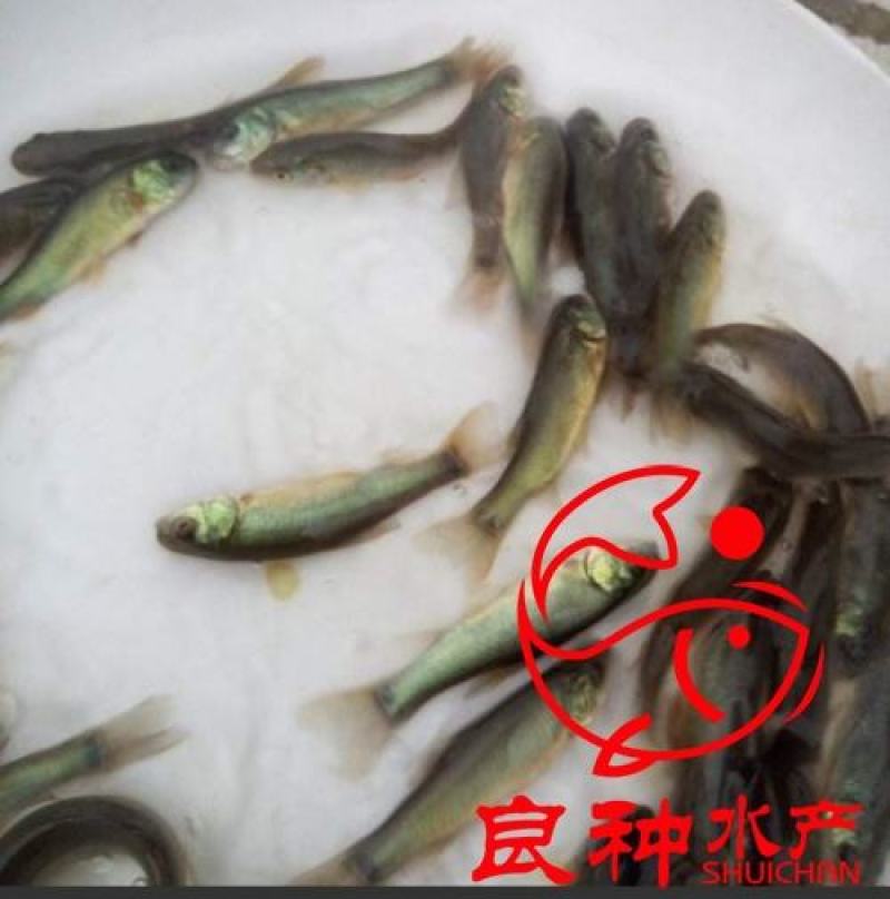 金大头鱼苗鲢鱼苗金色大头鱼苗批发金色大头鱼苗