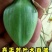 百部种子优质高产基地直供对叶大百部