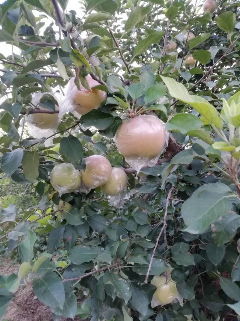河北富士系：早富士苹果大量上市，货源充足，价格从优。
