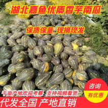 湖北天门南瓜优质香芋南瓜，基地直供代发全国，诚信报价