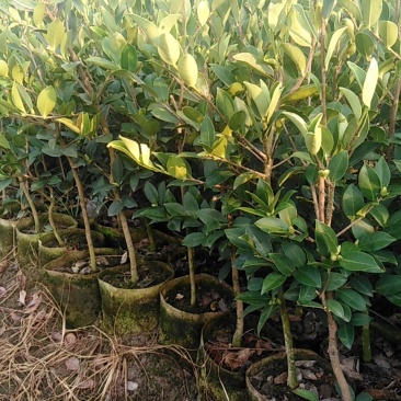 三华油茶苗，