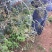 山豆根种子颗粒饱满全国包邮基地直销欢迎采购