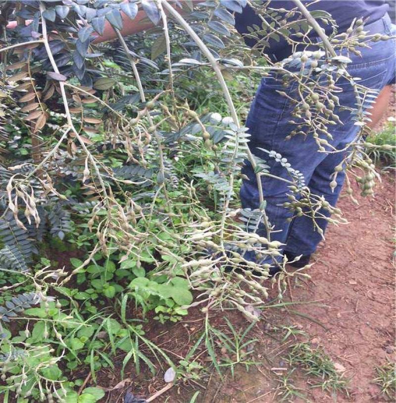 山豆根种子颗粒饱满全国包邮基地直销欢迎采购