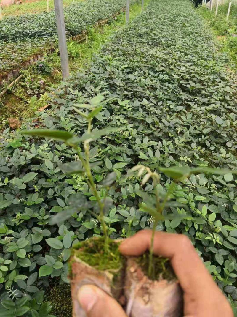 山豆根种子颗粒饱满全国包邮基地直销欢迎采购
