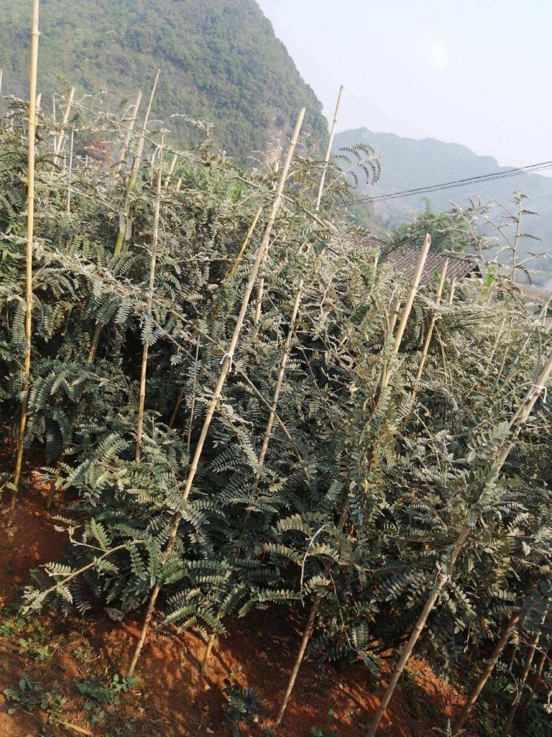 山豆根种子颗粒饱满全国包邮基地直销欢迎采购